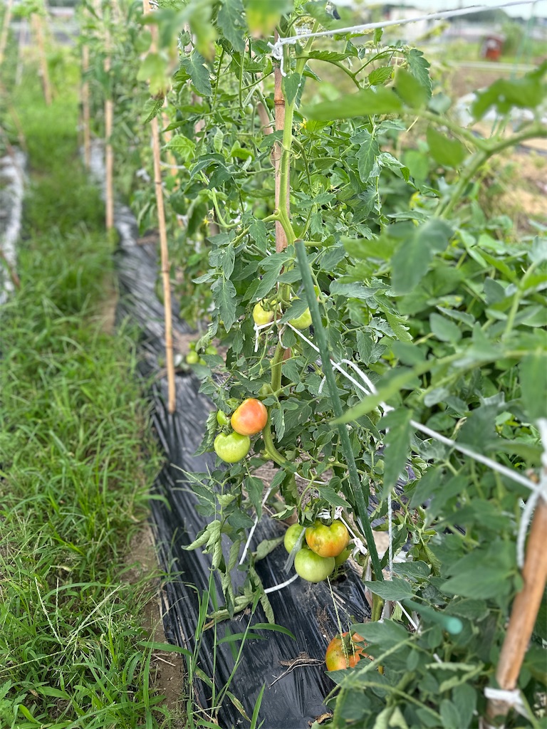 f:id:ffc2023:20240704202717j:image f:id:ffc2023:20240704202717j:image