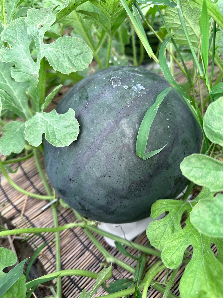 f:id:ffc2023:20240704202938j:image f:id:ffc2023:20240704202938j:image