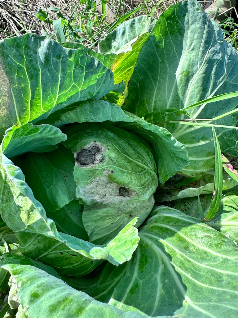 f:id:ffc2023:20240705183828j:image f:id:ffc2023:20240705183828j:image