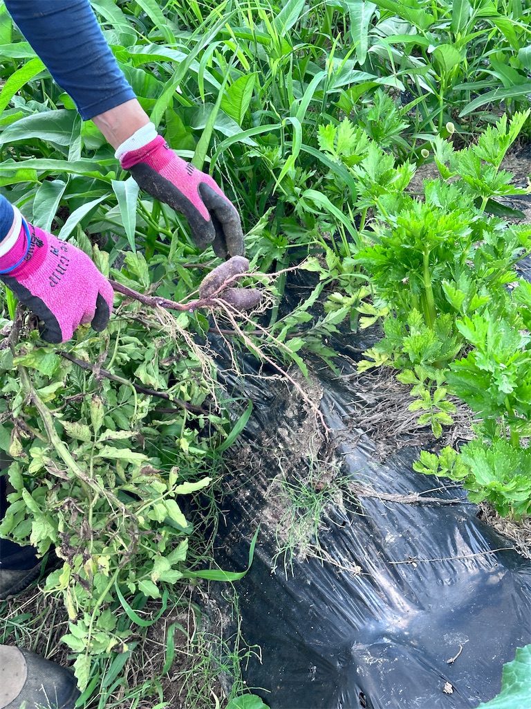 f:id:ffc2023:20240707084927j:image f:id:ffc2023:20240707084927j:image