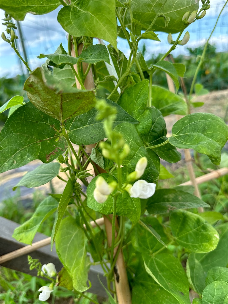 f:id:ffc2023:20240707084930j:image f:id:ffc2023:20240707084930j:image