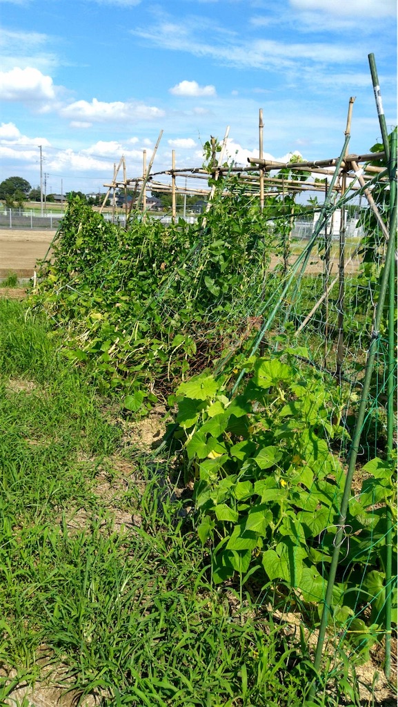 f:id:ffc2023:20240727194711j:image