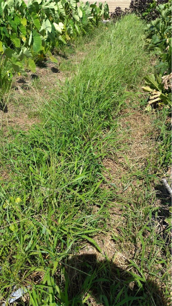 f:id:ffc2023:20240803093732j:image