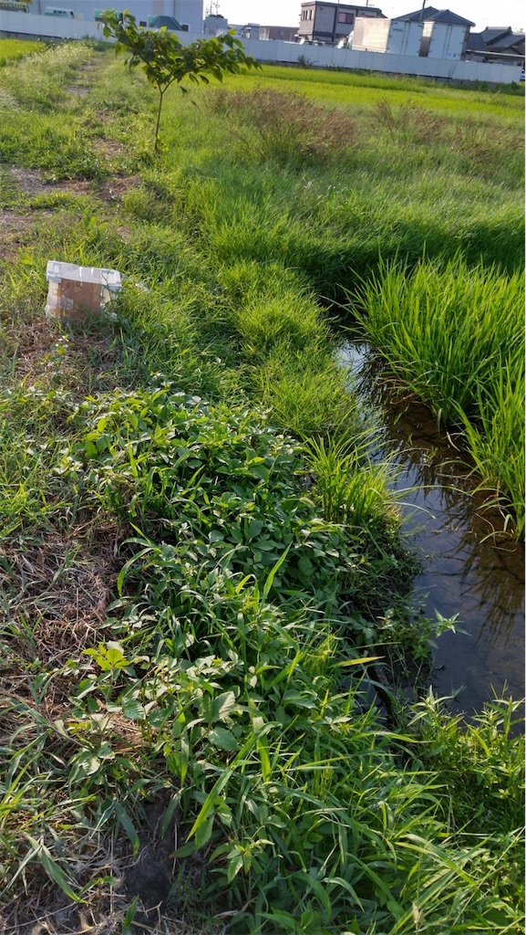 f:id:ffc2023:20240805183800j:image