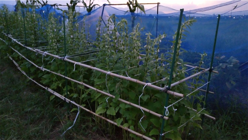 f:id:ffc2023:20240905011637j:image