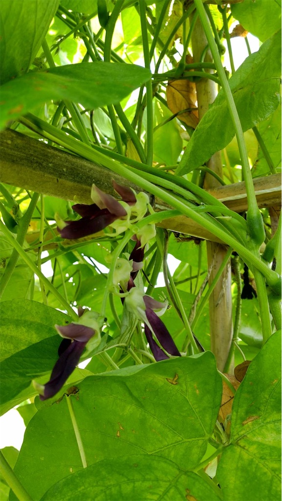 f:id:ffc2023:20240905011642j:image