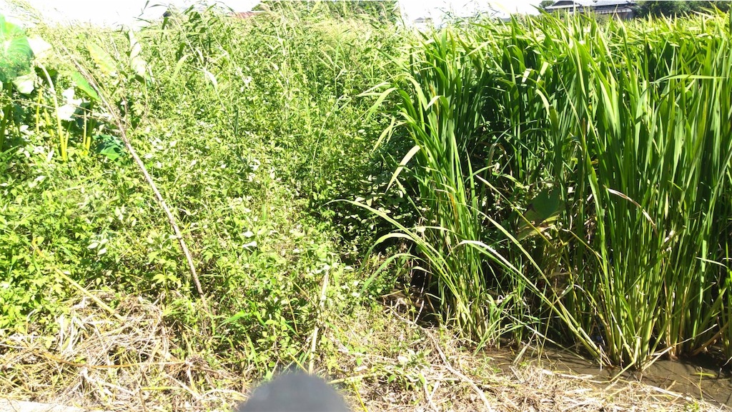 f:id:ffc2023:20240918083458j:image f:id:ffc2023:20240918083458j:image