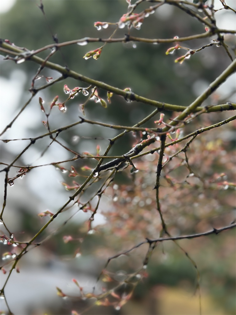 f:id:ffc2023:20250328103140j:image