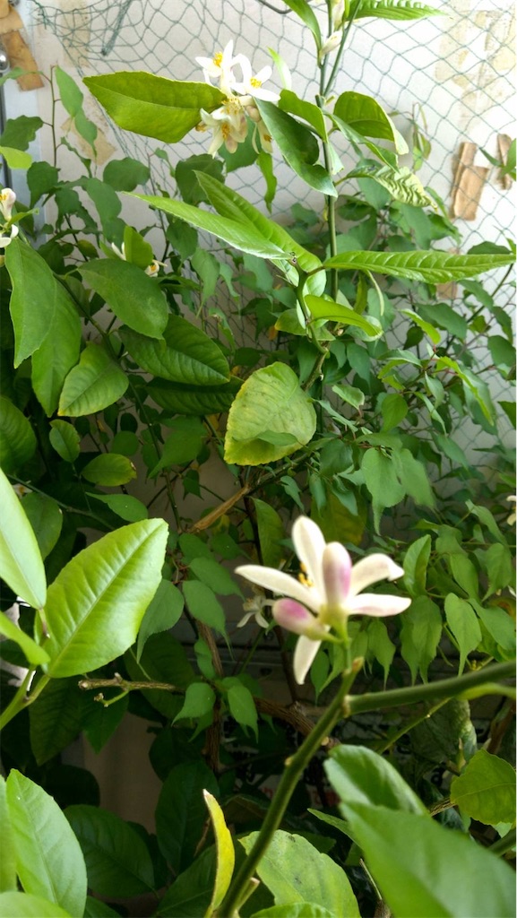 f:id:ffc2023:20250519012210j:image