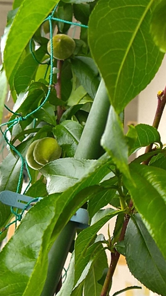 f:id:ffc2023:20250519012227j:image