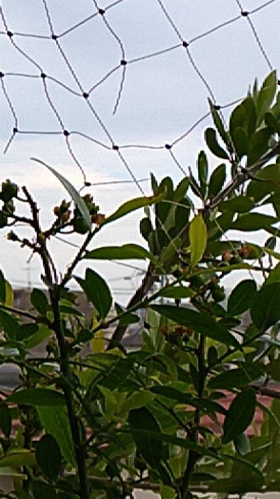 f:id:ffc2023:20250519012244j:image