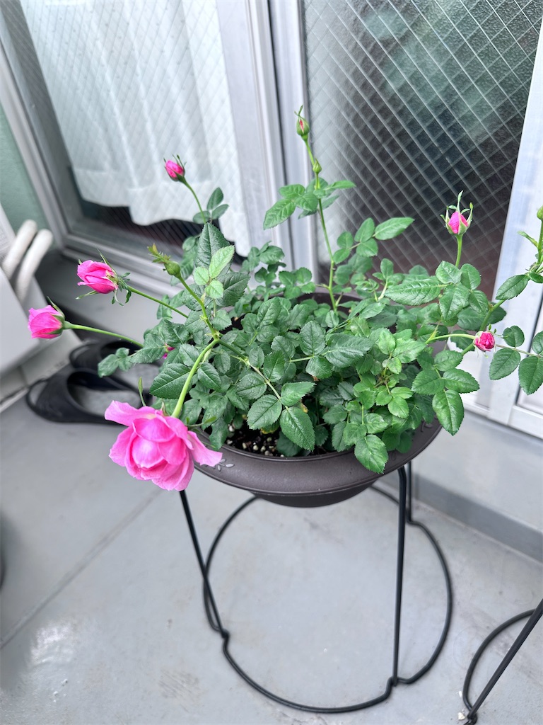 f:id:ffc2023:20250602015851j:image