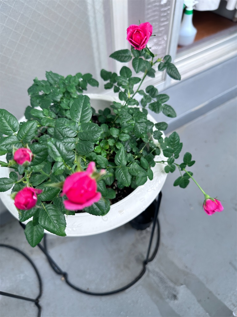 f:id:ffc2023:20250617144021j:image