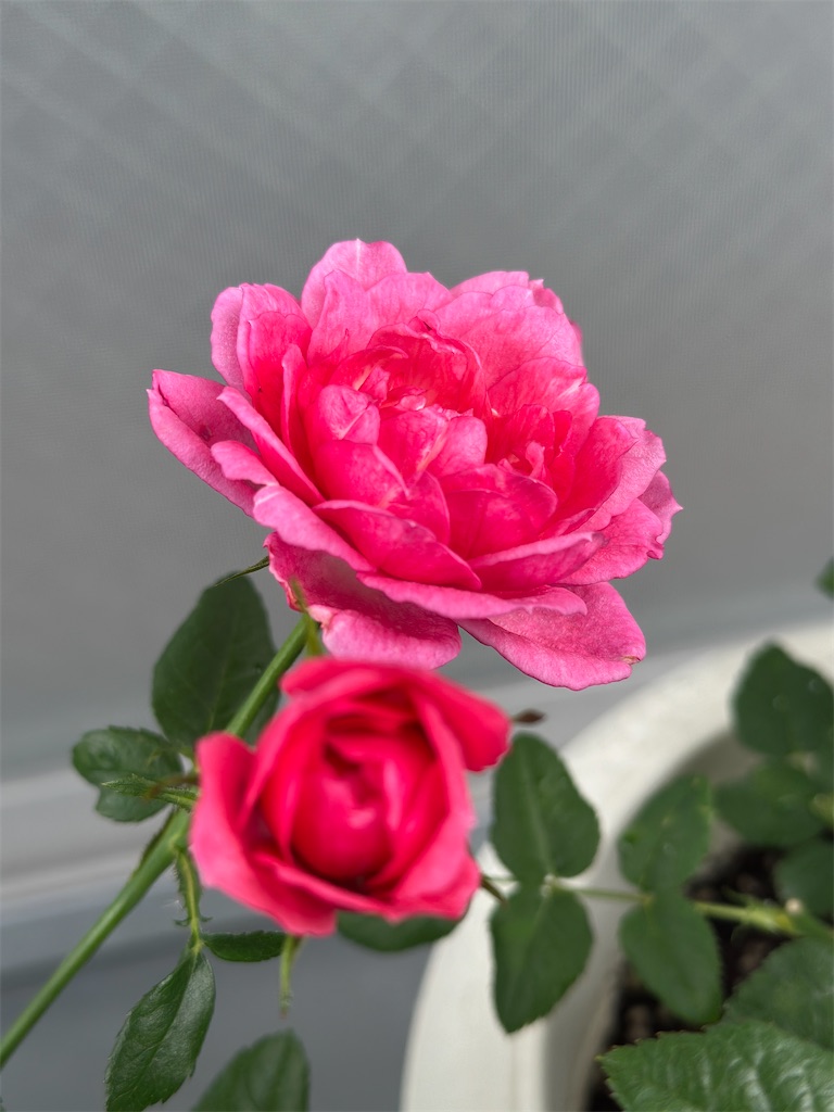 f:id:ffc2023:20250617144030j:image