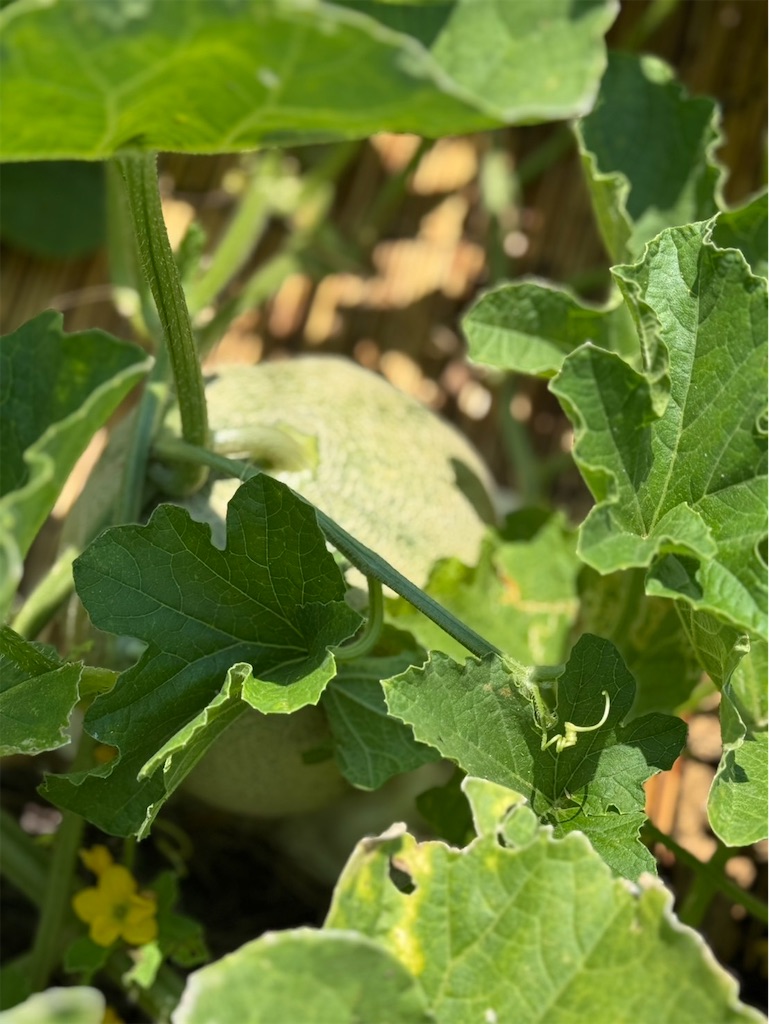 f:id:ffc2023:20250808200751j:image f:id:ffc2023:20250808200751j:image