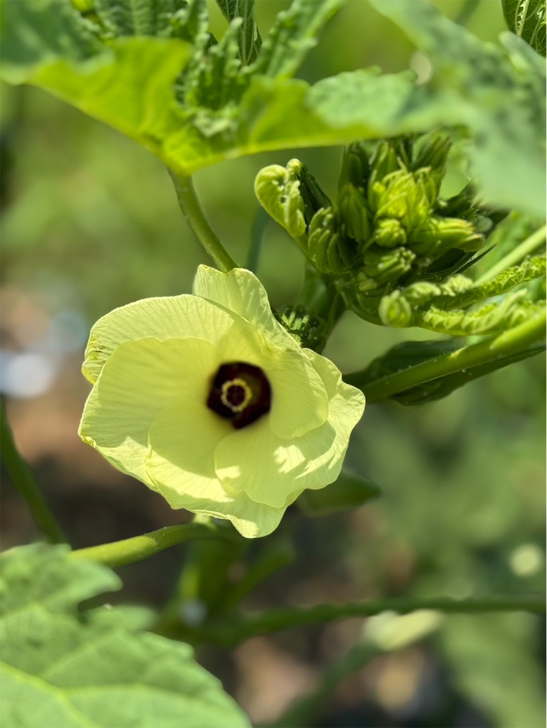 f:id:ffc2023:20250808201347j:image f:id:ffc2023:20250808201347j:image