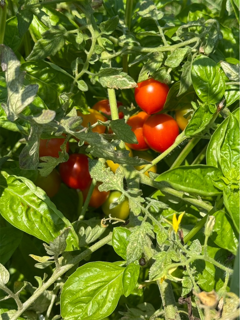 f:id:ffc2023:20250808201416j:image f:id:ffc2023:20250808201416j:image