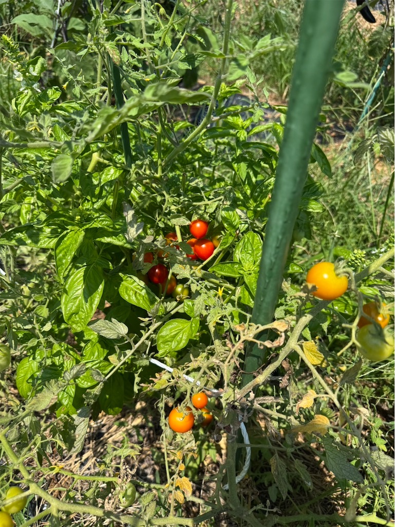 f:id:ffc2023:20250808201519j:image f:id:ffc2023:20250808201519j:image