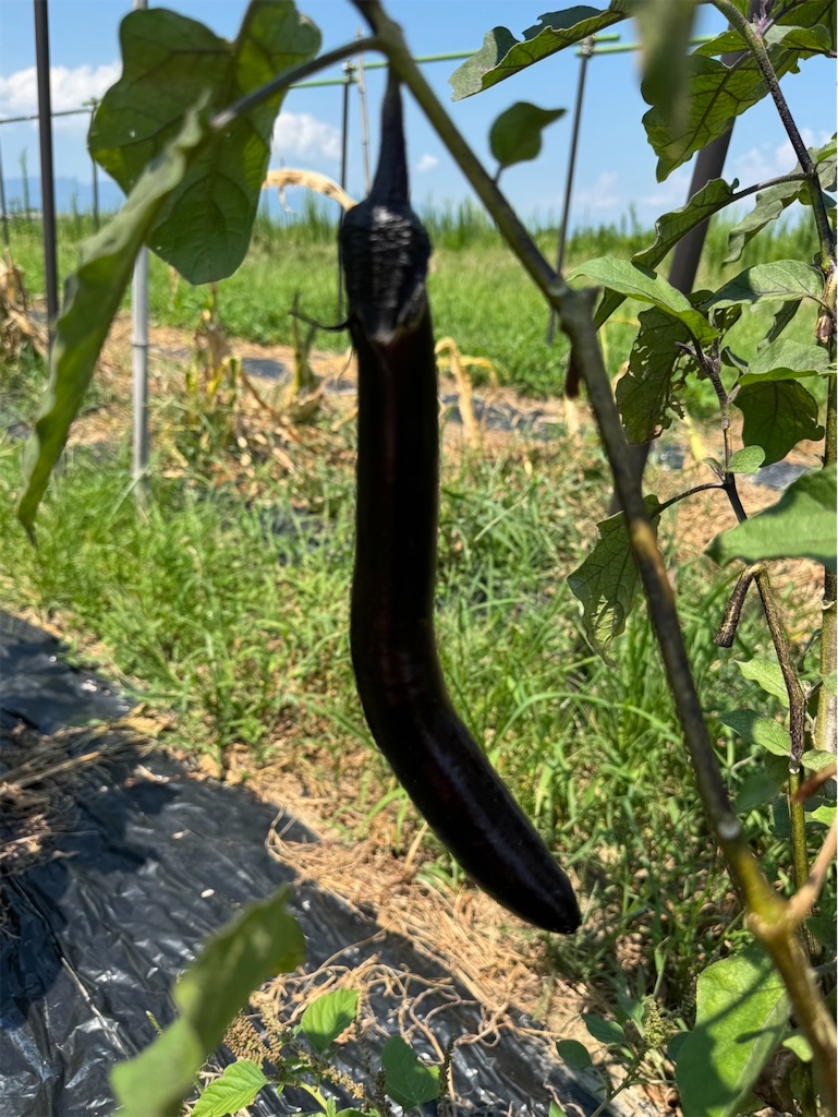 f:id:ffc2023:20250808201720j:image f:id:ffc2023:20250808201720j:image