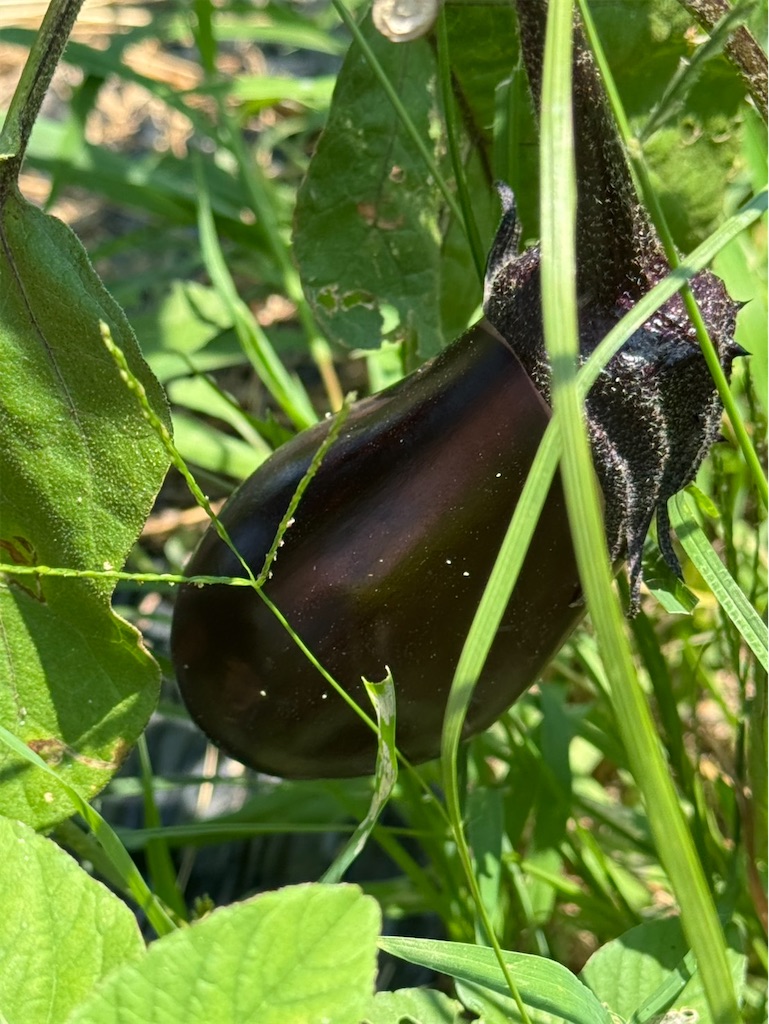 f:id:ffc2023:20250808201814j:image f:id:ffc2023:20250808201814j:image