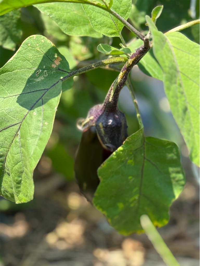 f:id:ffc2023:20250808201827j:image f:id:ffc2023:20250808201827j:image