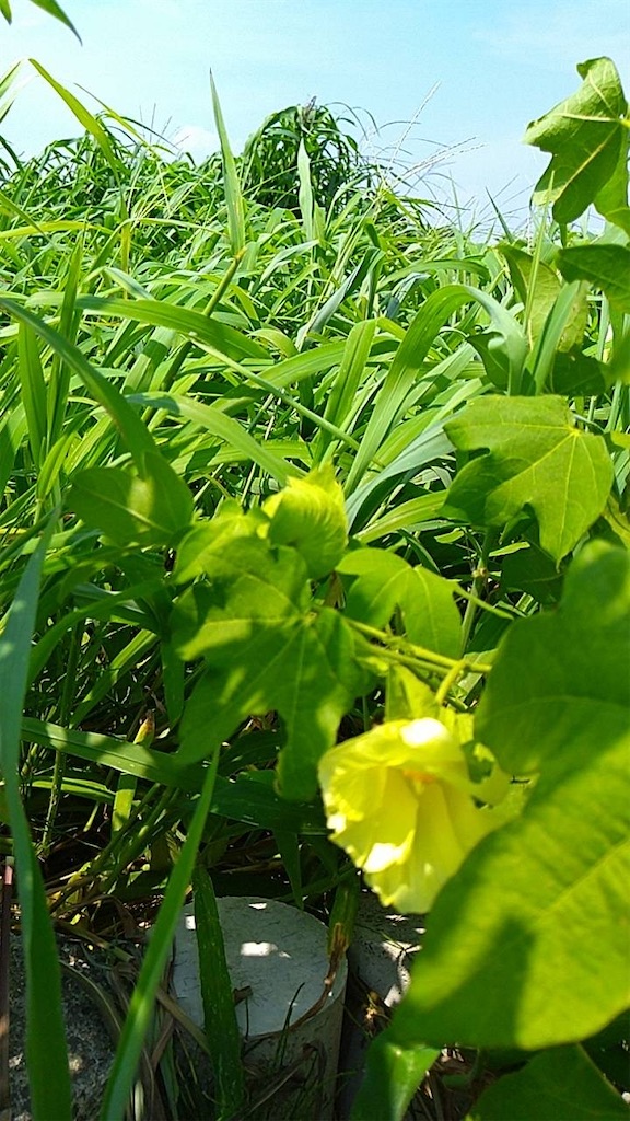 f:id:ffc2023:20250809111209j:image f:id:ffc2023:20250809111209j:image