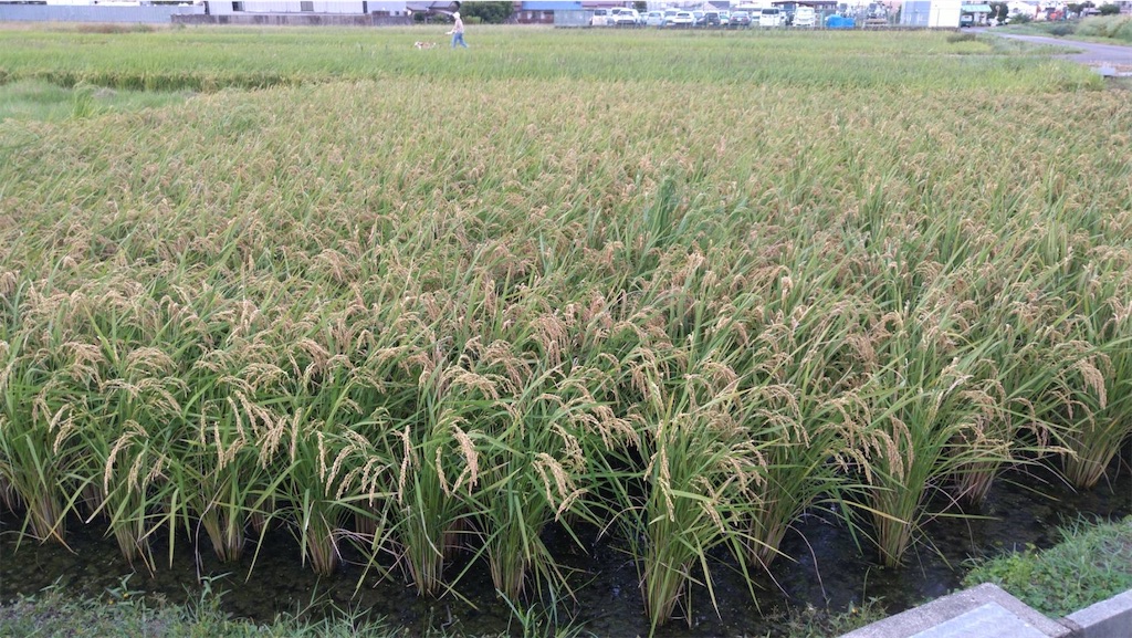 f:id:ffc2023:20251025144918j:image f:id:ffc2023:20251025144918j:image