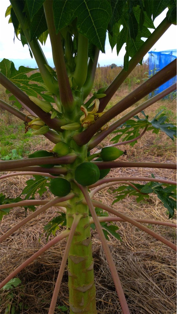 f:id:ffc2023:20251103085552j:image f:id:ffc2023:20251103085552j:image