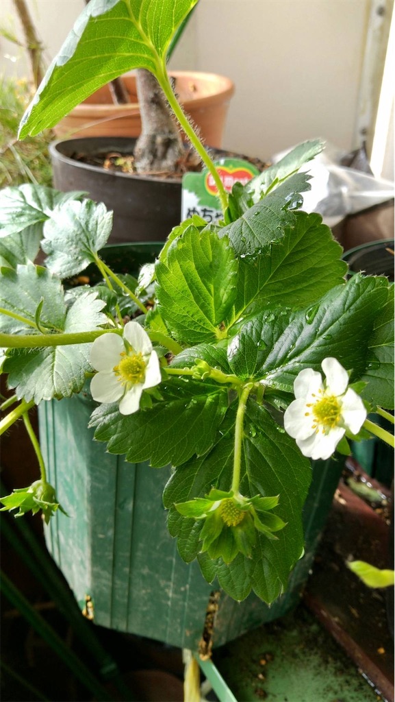 f:id:ffc2023:20251111173651j:image f:id:ffc2023:20251111173651j:image