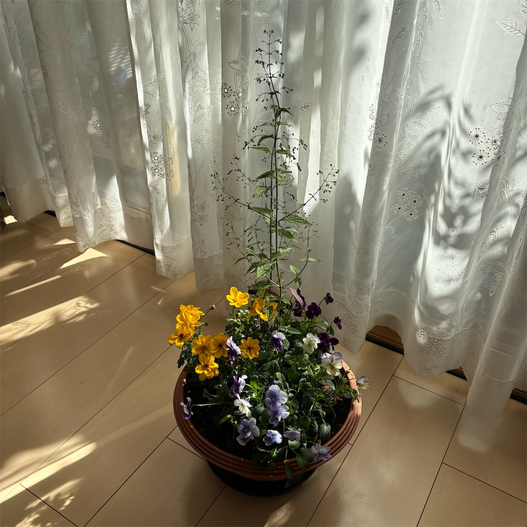 f:id:ffern12:20251111094941j:image