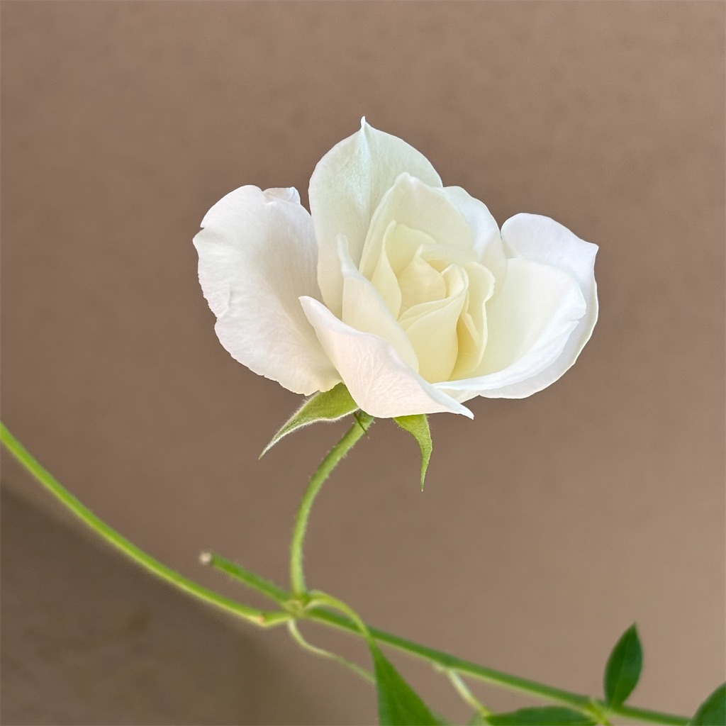 f:id:ffern12:20251111095532j:image