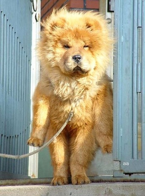 おもしろ犬画像