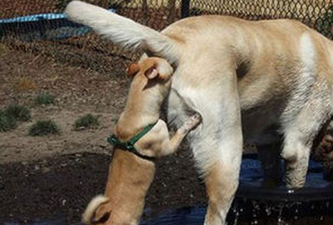 面白犬画像