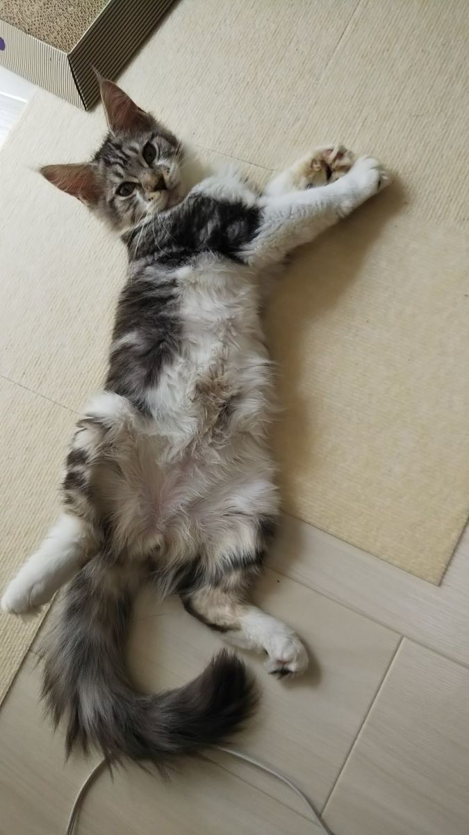 成婚退会してよかった 念願の猫ちゃんを飼う 新居生活 30代卒業 10年婚活男子の決まらない恋の話