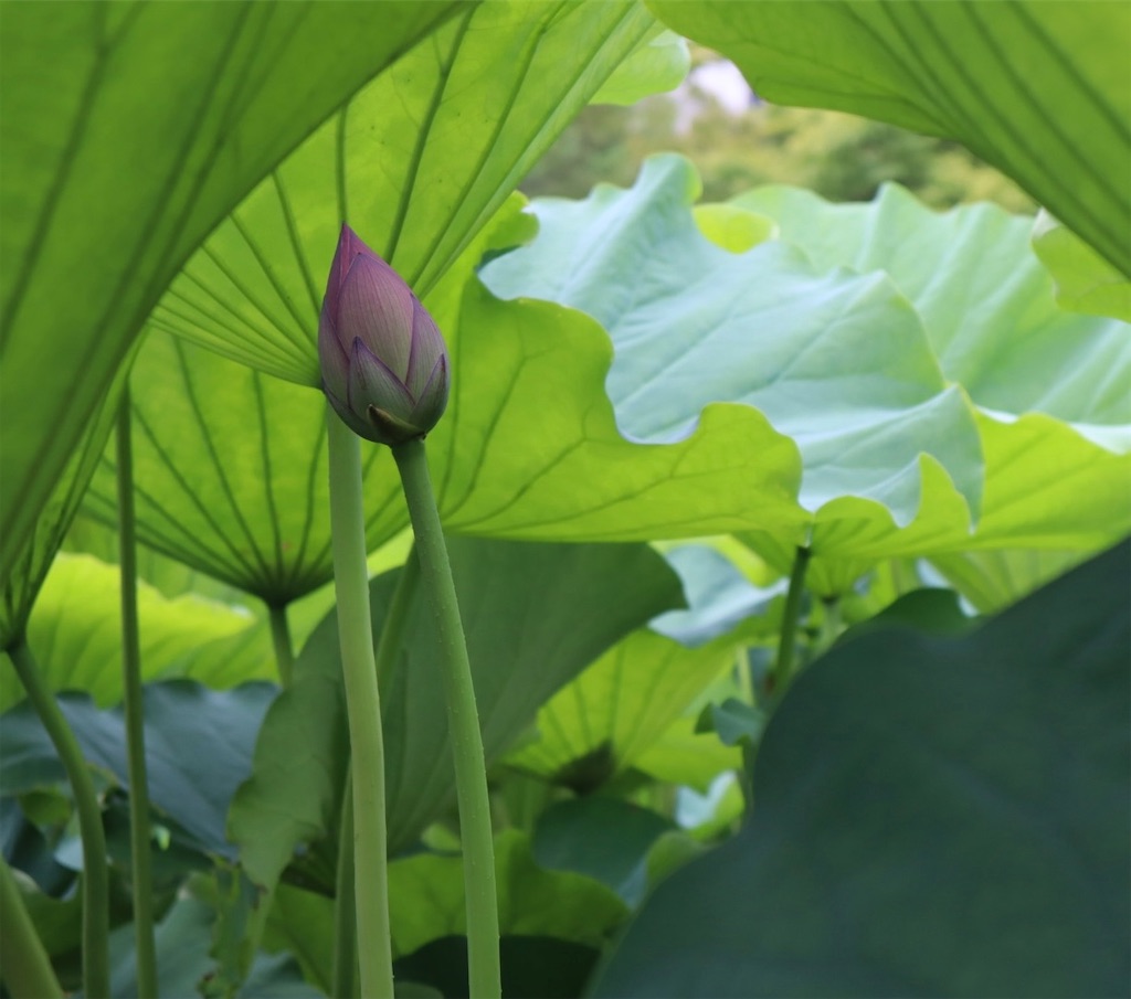 f:id:fhata33:20250807165159j:image f:id:fhata33:20250807165159j:image