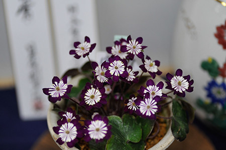 f:id:fhtakei:20190223192738j:plain