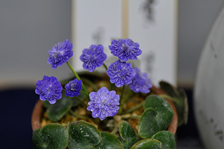 f:id:fhtakei:20190223192802j:plain