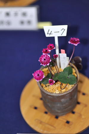 f:id:fhtakei:20190223192946j:plain