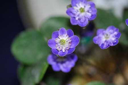 f:id:fhtakei:20190223193023j:plain