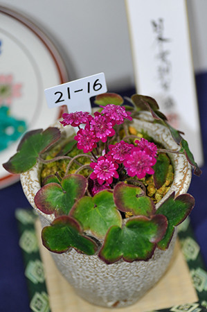 f:id:fhtakei:20190223193158j:plain
