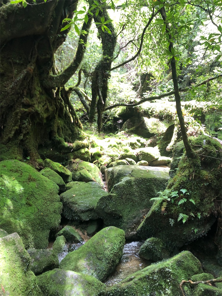 f:id:ficedula:20220113201104j:image
