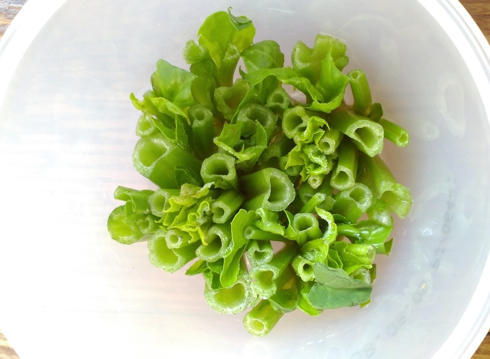 ほうれん草の再生栽培を試みる 1回目失敗 ネコ様の生き方に学べ ほうれん草の再生栽培を試みる 1回目失敗 ネコ様の生き方に学べ