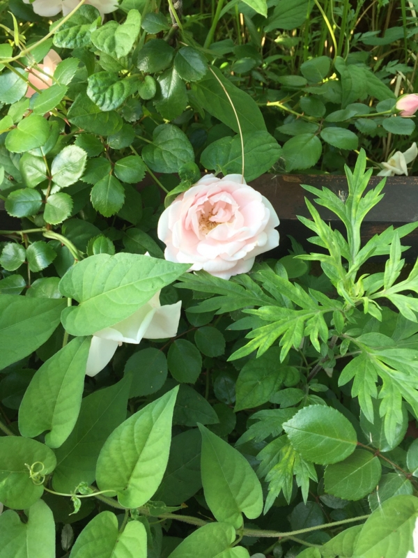 f:id:fieldfine:20170523101313j:image