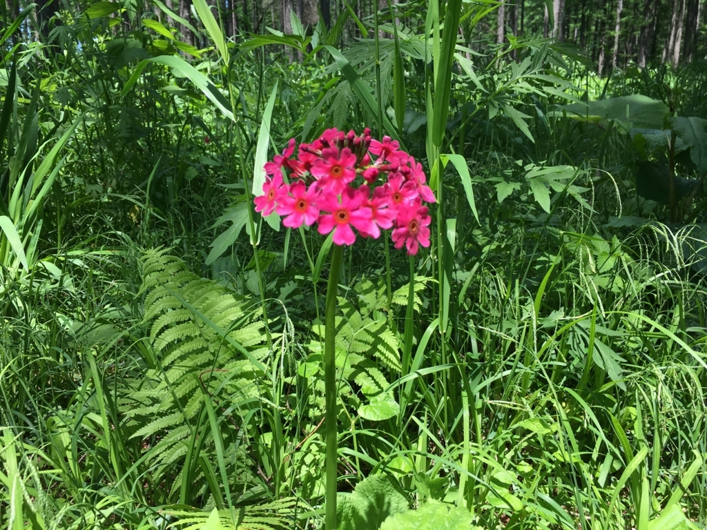 f:id:fieldworker:20170614114124j:plain f:id:fieldworker:20170614114124j:plain