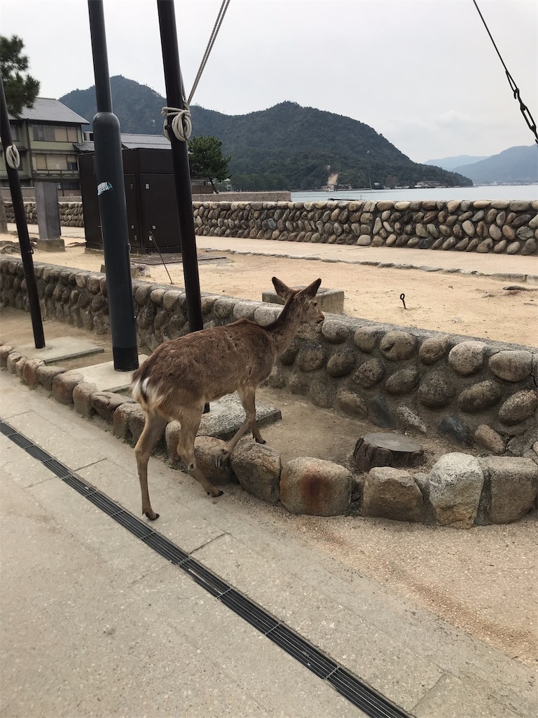 f:id:fifthruru:20220128175209j:image f:id:fifthruru:20220128175209j:image