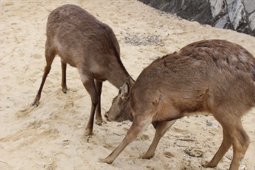 f:id:fifthruru:20220128175227j:image f:id:fifthruru:20220128175227j:image