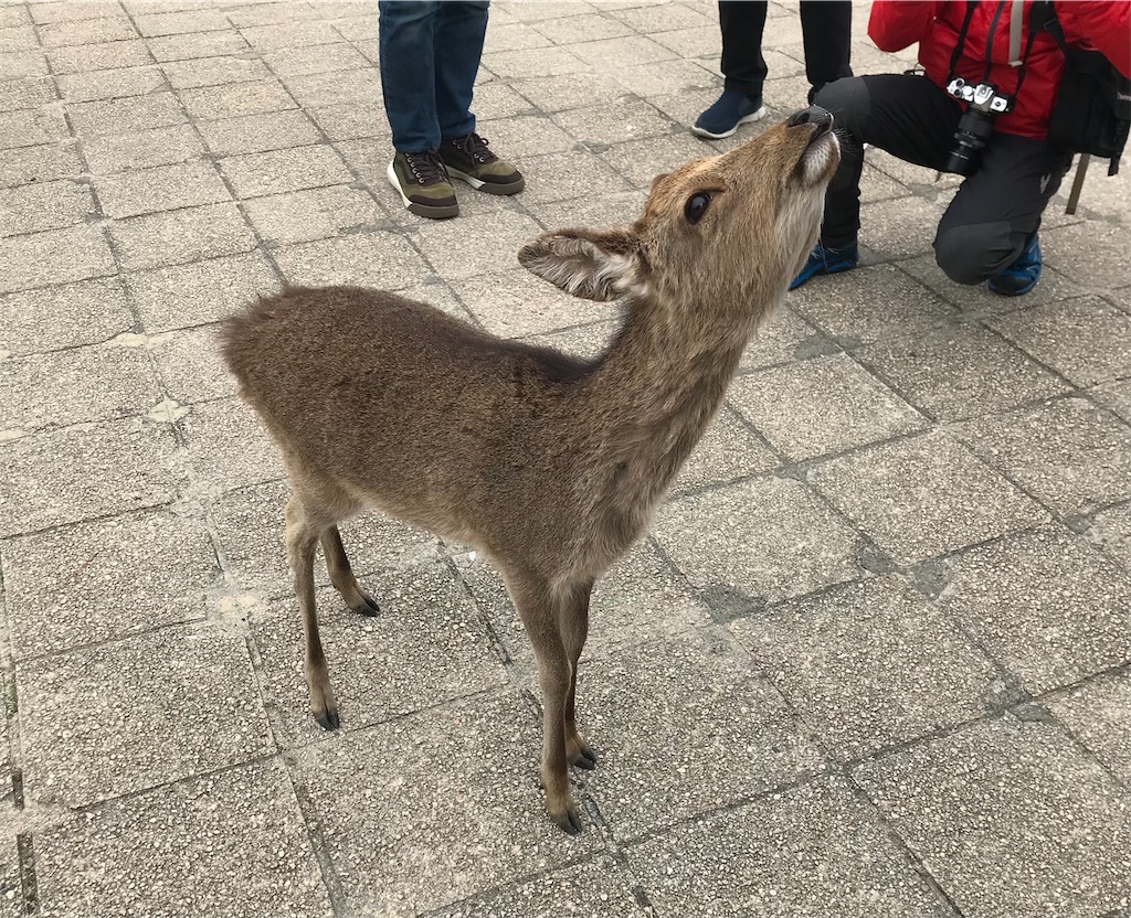 f:id:fifthruru:20220129112834j:image f:id:fifthruru:20220129112834j:image