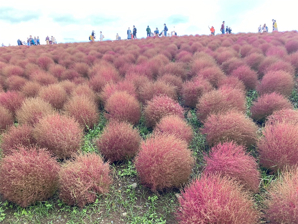 f:id:fifthruru:20220203103728j:image f:id:fifthruru:20220203103728j:image