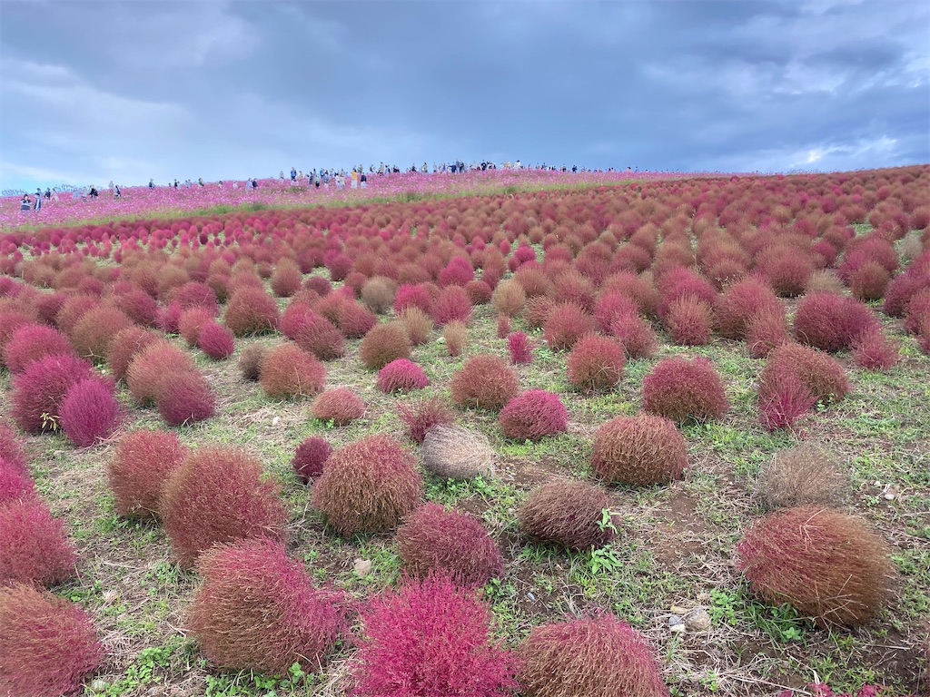 f:id:fifthruru:20220203103742j:image f:id:fifthruru:20220203103742j:image