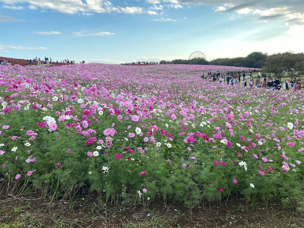 f:id:fifthruru:20220203103824j:image f:id:fifthruru:20220203103824j:image